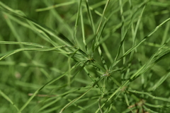 Equisetum