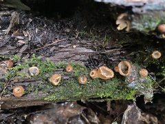 Humaria hemisphaerica