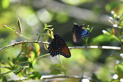 Limenitis arthemis arizonensis