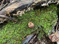 Humaria hemisphaerica