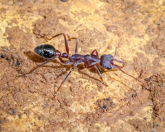 Myrmecia forficata