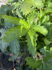 Potentilla gracilis