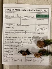 Humaria hemisphaerica