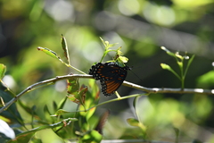 Limenitis arthemis arizonensis