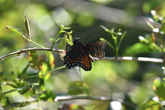 Limenitis arthemis arizonensis
