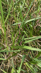 Echinochloa colona