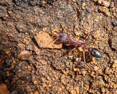 Myrmecia forficata
