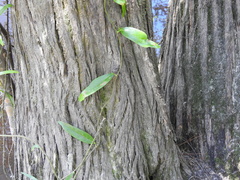 Bignonia