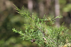 Juniperus virginiana