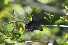 Limenitis arthemis arizonensis