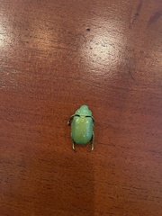 Chrysina psittacina