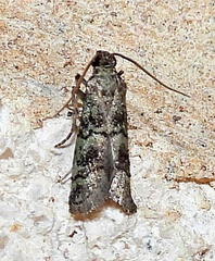 Cacotherapia flexilinealis