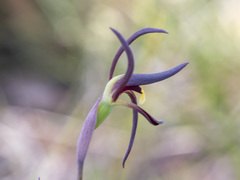 Lyperanthus suaveolens