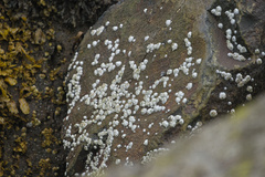 Semibalanus balanoides