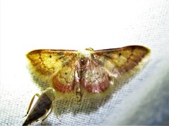 Idaea demissaria