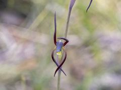 Lyperanthus suaveolens