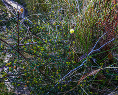 Acacia aculeatissima