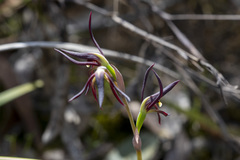 Lyperanthus suaveolens