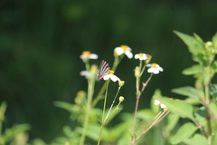 Panthiades bathildis