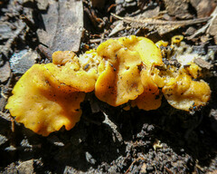 Phaeohelotium baileyanum