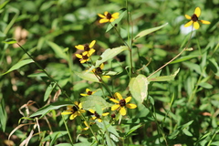 Coreopsis tripteris