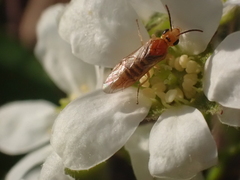 Hoplocampa