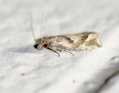 Pelochrista corosana