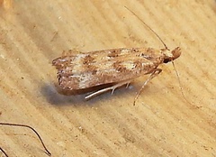 Dichomeris inversella
