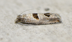 Pelochrista consobrinana