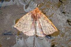Anthela acuta