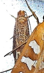 Epiblema abruptana