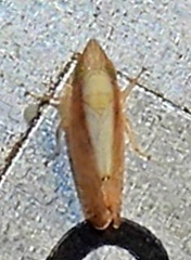 Scaphytopius elegans