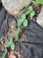 Rubus hispidus