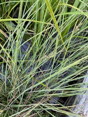 Carex kelloggii