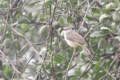 Prinia subflava subflava