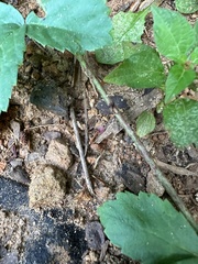 Rubus hispidus