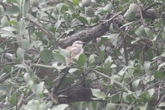 Prinia subflava subflava