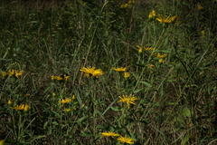 Heterotheca camporum