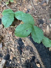 Rubus hispidus