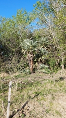 Trithrinax campestris