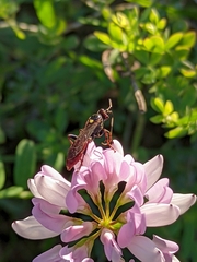 Protichneumon grandis