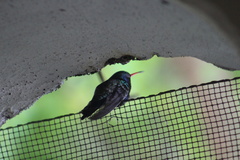 Cynanthus doubledayi