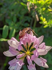 Protichneumon grandis