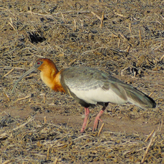 Theristicus caudatus