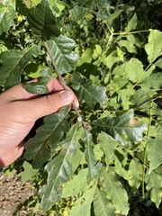 Quercus sinuata sinuata