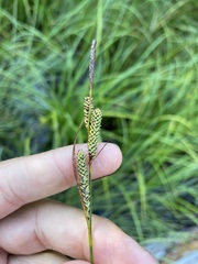 Carex kelloggii