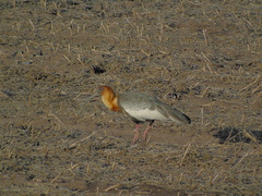 Theristicus caudatus