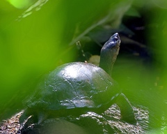 Rhinoclemmys funerea