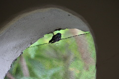 Cynanthus doubledayi