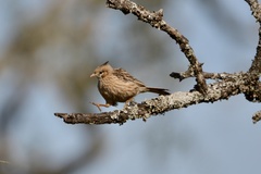 Coryphistera alaudina